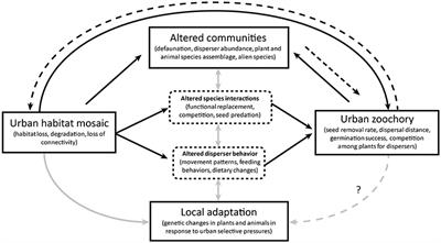 Seeds and the City: The Interdependence of Zoochory and Ecosystem Dynamics in Urban Environments